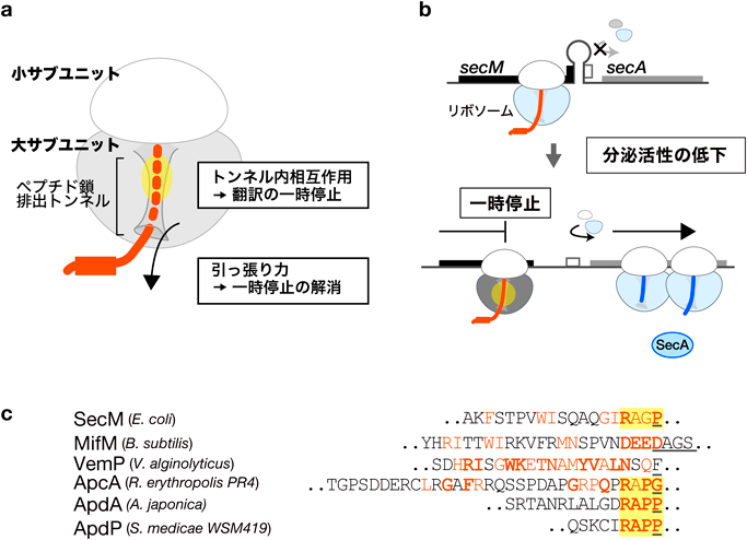 Journal of Japanese Biochemical Society 97(4): 519-523 (2025)