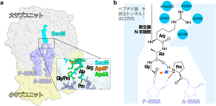 Journal of Japanese Biochemical Society 97(4): 519-523 (2025)