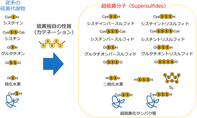 Journal of Japanese Biochemical Society 97(5): 677-681 (2025)