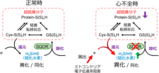 Journal of Japanese Biochemical Society 97(5): 677-681 (2025)