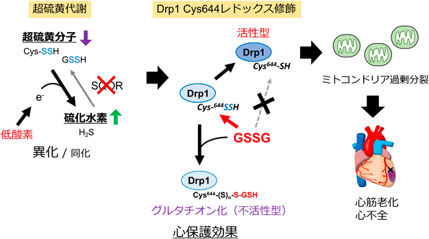 Journal of Japanese Biochemical Society 97(5): 677-681 (2025)