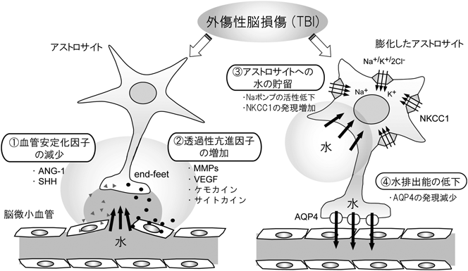 Journal of Japanese Biochemical Society 97(5): 682-685 (2025)