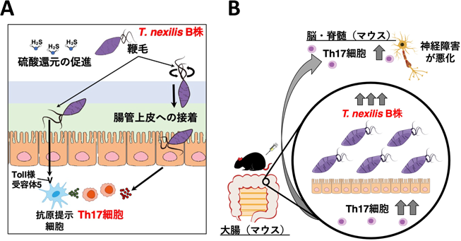 Journal of Japanese Biochemical Society 97(5): 686-690 (2025)