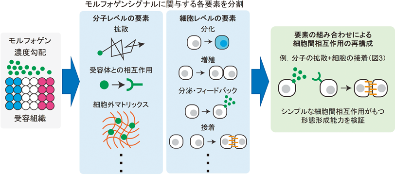 Journal of Japanese Biochemical Society 97(5): 700-704 (2025)
