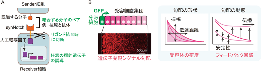 Journal of Japanese Biochemical Society 97(5): 700-704 (2025)