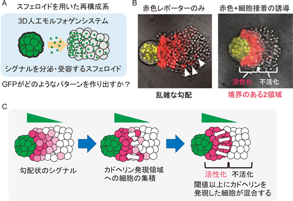 Journal of Japanese Biochemical Society 97(5): 700-704 (2025)