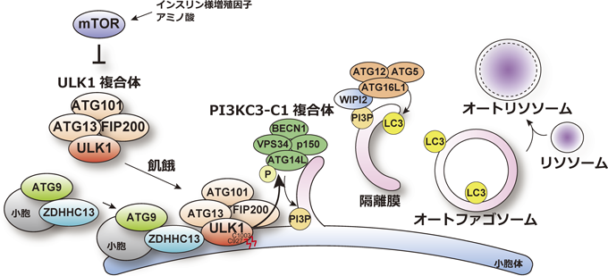 Journal of Japanese Biochemical Society 97(5): 705-709 (2025)