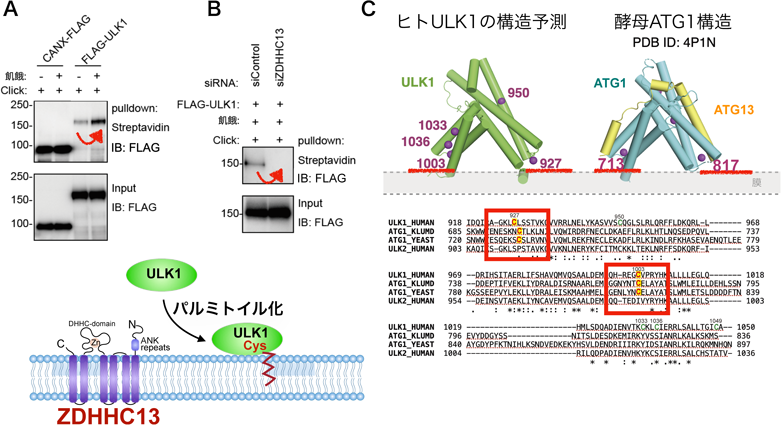 Journal of Japanese Biochemical Society 97(5): 705-709 (2025)
