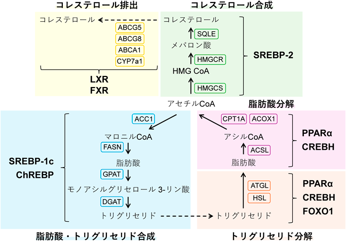 Journal of Japanese Biochemical Society 97(6): 805-813 (2025)