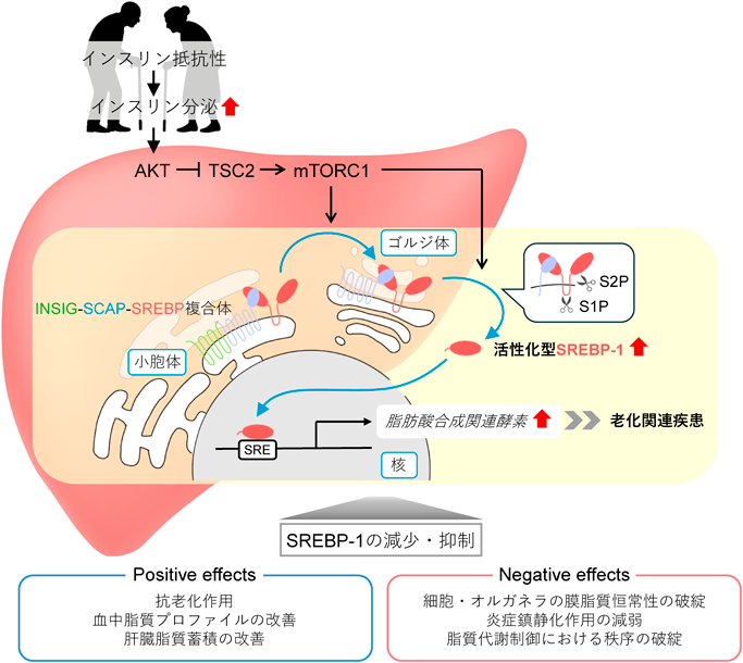 Journal of Japanese Biochemical Society 97(6): 805-813 (2025)