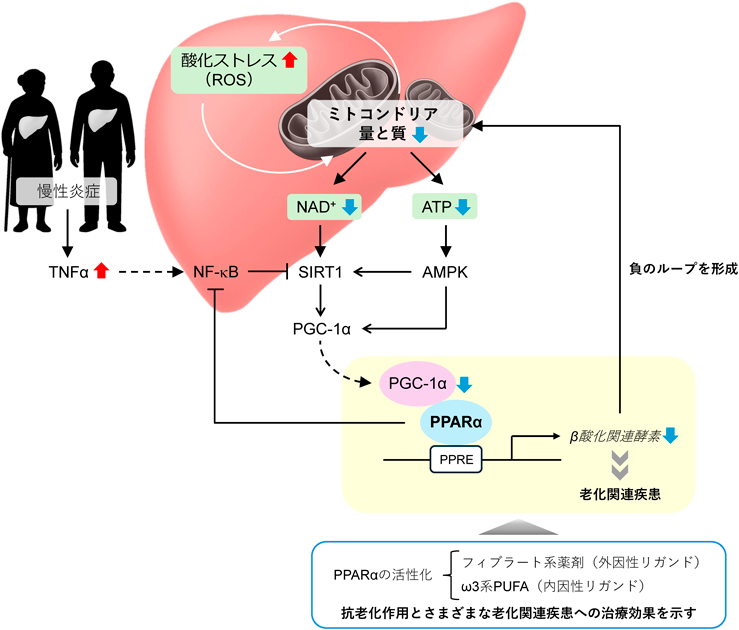 Journal of Japanese Biochemical Society 97(6): 805-813 (2025)