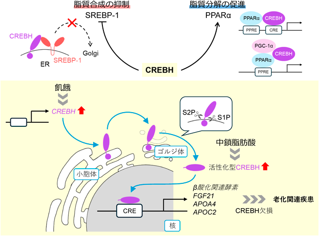 Journal of Japanese Biochemical Society 97(6): 805-813 (2025)