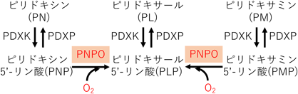 Journal of Japanese Biochemical Society 97(6): 834-837 (2025)