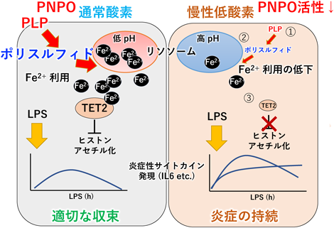 Journal of Japanese Biochemical Society 97(6): 834-837 (2025)