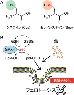 Journal of Japanese Biochemical Society 97(6): 849-853 (2025)