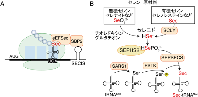 Journal of Japanese Biochemical Society 97(6): 849-853 (2025)