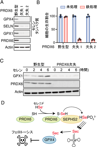 Journal of Japanese Biochemical Society 97(6): 849-853 (2025)