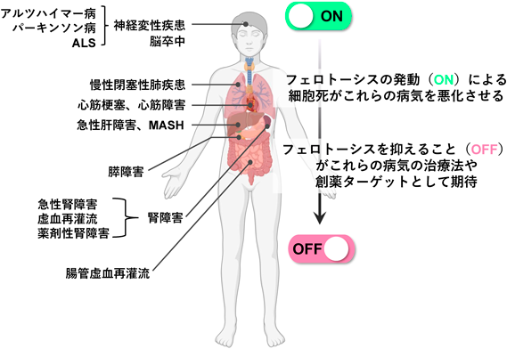Journal of Japanese Biochemical Society 97(6): 854-857 (2025)