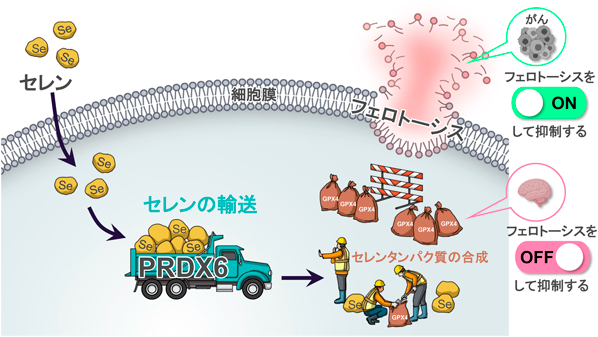 Journal of Japanese Biochemical Society 97(6): 854-857 (2025)