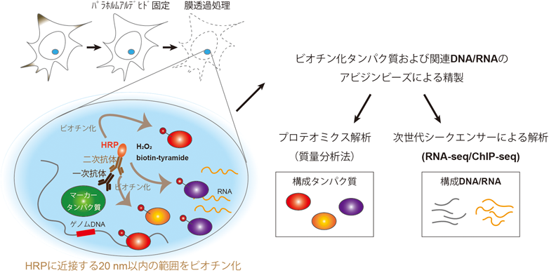 Journal of Japanese Biochemical Society 97(6): 858-862 (2025)