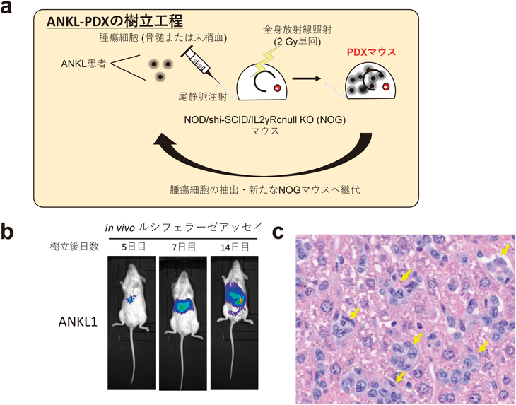 Journal of Japanese Biochemical Society 98(1): 89-96 (2026)