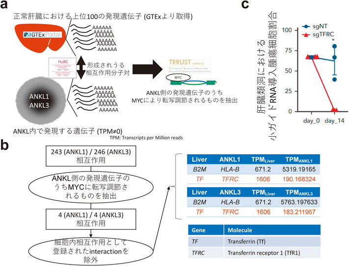 Journal of Japanese Biochemical Society 98(1): 89-96 (2026)