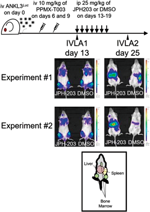 Journal of Japanese Biochemical Society 98(1): 89-96 (2026)