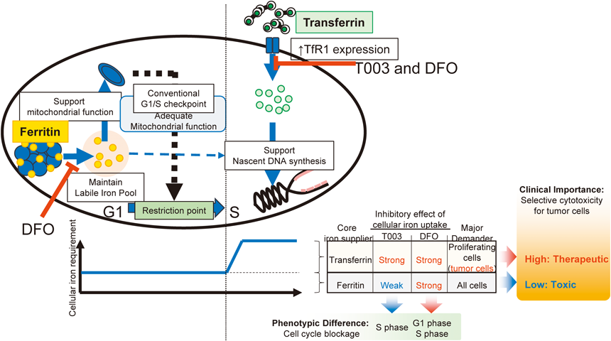 Journal of Japanese Biochemical Society 98(1): 89-96 (2026)