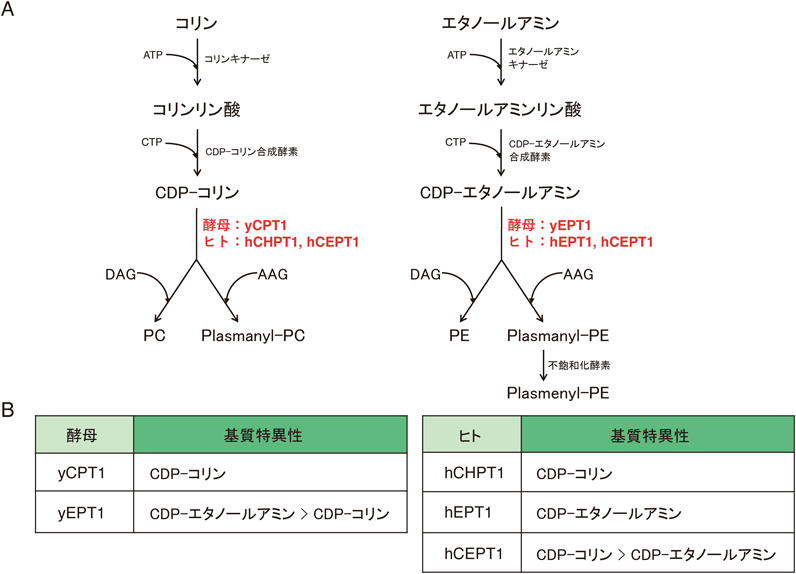 Journal of Japanese Biochemical Society 98(1): 97-101 (2026)
