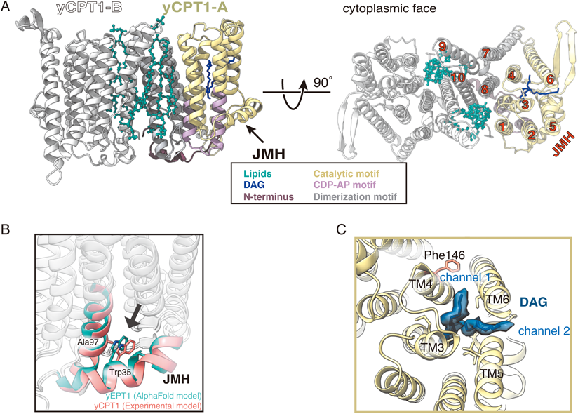 Journal of Japanese Biochemical Society 98(1): 97-101 (2026)