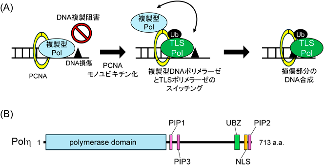 Journal of Japanese Biochemical Society 98(1): 102-106 (2026)