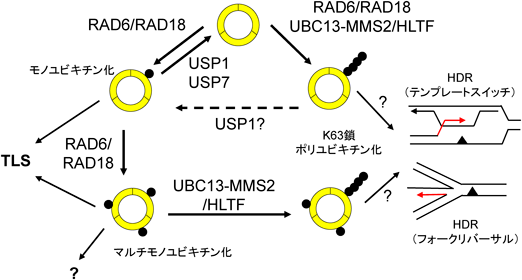 Journal of Japanese Biochemical Society 98(1): 102-106 (2026)