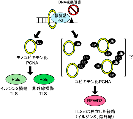 Journal of Japanese Biochemical Society 98(1): 102-106 (2026)