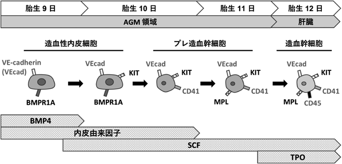 Journal of Japanese Biochemical Society 98(1): 107-110 (2026)