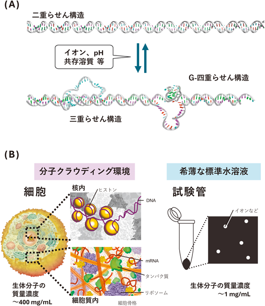 Journal of Japanese Biochemical Society 98(1): 132-136 (2026)