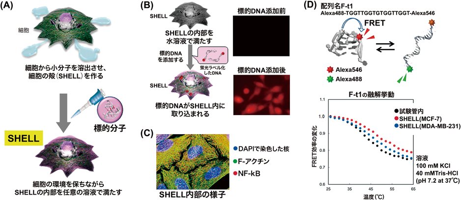 Journal of Japanese Biochemical Society 98(1): 132-136 (2026)